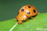 Bryony ladybird (Epilachna argus