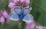 Silver Studded Blue (Plebejus argus)