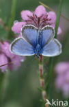 Silver Studded Blue (Plebejus argus)