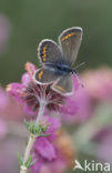Silver Studded Blue (Plebejus argus)