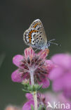 Silver Studded Blue (Plebejus argus)