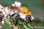 Brown-banded carder bee (Bombus humilis)