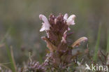 Heidekartelblad (Pedicularis sylvatica) 