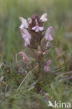 Heidekartelblad (Pedicularis sylvatica) 