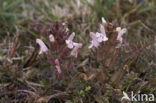 Lousewort (Pedicularis sylvatica)