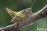 Bog Bush-cricket (Metrioptera brachyptera)