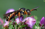 Wasp-bee (Nomada rufipes)