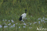 Heilige Ibis (Threskiornis aethiopicus)