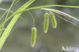 Hoge cyperzegge (Carex pseudocyperus)