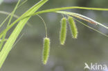 Cyperus Sedge (Carex pseudocyperus)