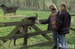 Goat (Capra domesticus)