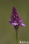 Pyramidal Orchid (Anacamptis pyramidalis)