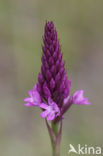 Pyramidal Orchid (Anacamptis pyramidalis)