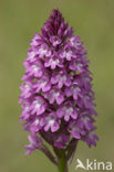 Pyramidal Orchid (Anacamptis pyramidalis)