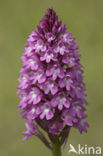 Hondskruid (Anacamptis pyramidalis) 