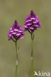 Pyramidal Orchid (Anacamptis pyramidalis)