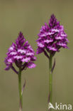 Pyramidal Orchid (Anacamptis pyramidalis)