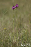 Pyramidal Orchid (Anacamptis pyramidalis)