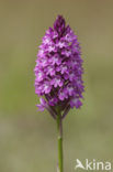 Pyramidal Orchid (Anacamptis pyramidalis)