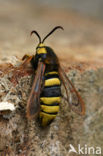 Hornet Moth (Sesia apiformis)