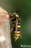 Hornet Moth (Sesia apiformis)