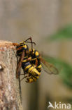 Hornet Moth (Sesia apiformis)