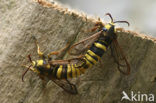 Hornet Moth (Sesia apiformis)