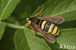 Hornet Moth (Sesia apiformis)