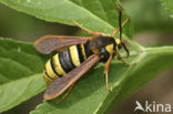 Hornet Moth (Sesia apiformis)