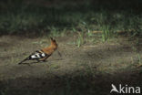 Hoopoe (Upupa epops)