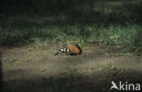 Hoopoe (Upupa epops)