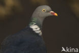 Wood Pigeon