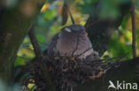 Houtduif (Columba palumbus)