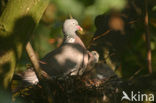 Wood Pigeon