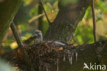 Wood Pigeon