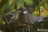 Wood Pigeon