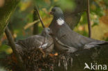 Houtduif (Columba palumbus)
