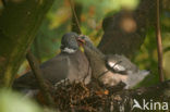 Houtduif (Columba palumbus)