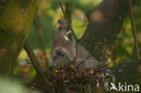Houtduif (Columba palumbus)