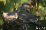 Wood Pigeon