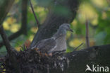 Wood Pigeon