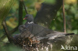 Wood Pigeon