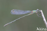 Green Emerald Damselfly (Lestes viridis)