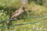 Huismus (Passer domesticus) 