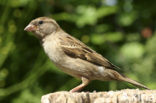 Huismus (Passer domesticus) 