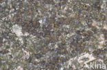 Peppered Rock Tripe (Umbilicaria deusta)