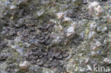 Peppered Rock Tripe (Umbilicaria deusta)