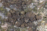 Peppered Rock Tripe (Umbilicaria deusta)
