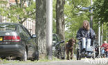 Ierse setter (Canis domesticus)