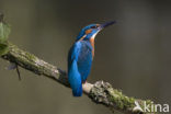 Kingfisher (Alcedo atthis)